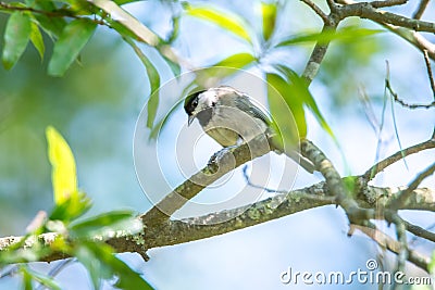 Huthatch bird nut pecker in the wild on a tree Stock Photo