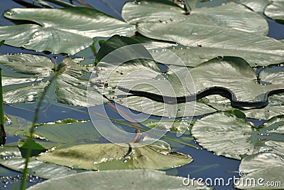 Grass snake at Hutovo Blato nature reserve Stock Photo