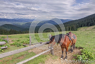 Hutsul brown horse in the Ukrainian Carpathians Stock Photo