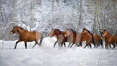 Hutsul horse in snow field Stock Photo