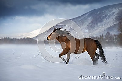 Hutsul horse in winter mountain Stock Photo