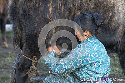 Huvsgul, Mongolia, September 6th, 2017: mongolian woman milking Editorial Stock Photo
