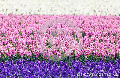 Hyacinth. Beautiful colorful pink, blue and white hyacinth flowers in spring garden, colorful floral background, flower fields Stock Photo