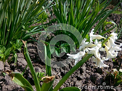 Hyacinth Stock Photo