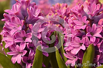 hyacinth flower Stock Photo