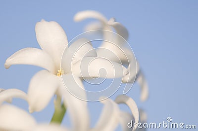 Hyacinth flowers Stock Photo