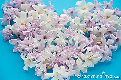 Hyacinth flowers on blue background with heart Stock Photo