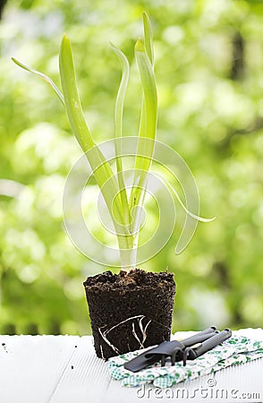 Hyacinth and gardening tools Stock Photo