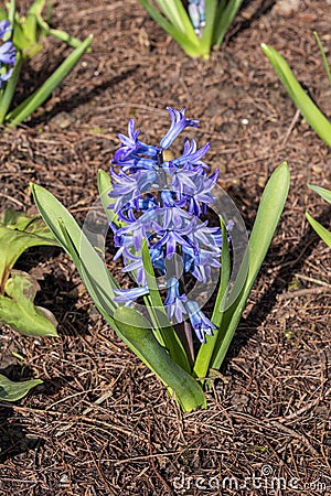 Hyacinth Hyacinthus orientalis `Aida` Stock Photo