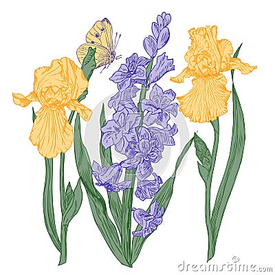 Hyacinth and Iris Vector Illustration