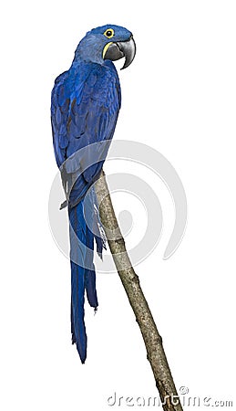 Hyacinth Macaw, 1 year old, perching on branch Stock Photo