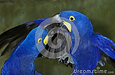 Hyacinth Macaw, anodorhynchus hyacinthinus, Adults, social Interaction Stock Photo