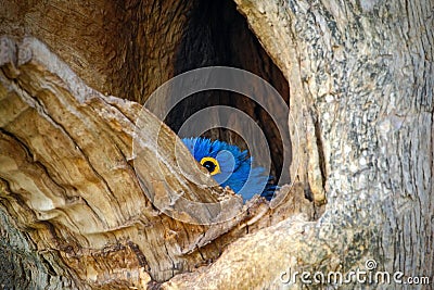 Hyacinth Macaw, Anodorhynchus hyacinthinus, big blue parrot in tree nest hole cavity, bird in the nature habitat mato Grosso, Pant Stock Photo