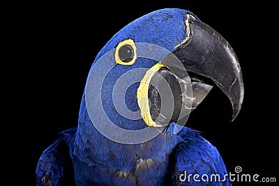 Hyacinth macaw (Anodorhynchus hyacinthinus) Stock Photo