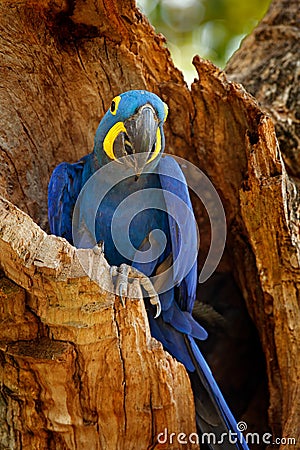 Hyacinth Macaw, Anodorhynchus hyacinthinus, blue parrot. Portrait big blue parrot, Pantanal, Brazil, South America. Beautiful rare Stock Photo