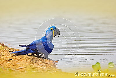 Hyacinth Macaw, Anodorhynchus hyacinthinus, blue parrot. Portrait big blue parrot, Pantanal, Brazil, river water drinking. Rare bi Stock Photo