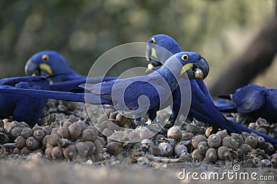 Hyacinth macaw, Anodorhynchus hyacinthinus, Stock Photo