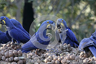 Hyacinth macaw, Anodorhynchus hyacinthinus, Stock Photo