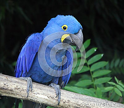 Hyacinth macaw, anodorhynchus hyacinthinus Stock Photo
