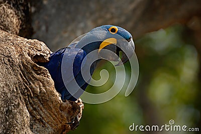 Hyacinth Macaw, Anodorhynchus hyacinthinus, in tree nest cavity, Pantanal, Brazil, South America Stock Photo