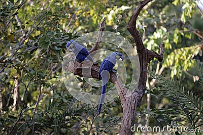 Hyacinth macaw, Anodorhynchus hyacinthinus, Stock Photo