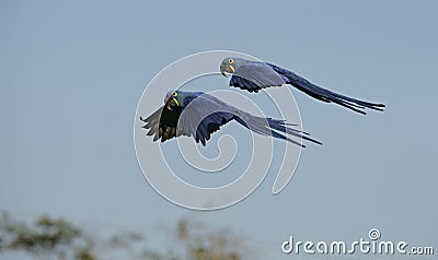 Hyacinth macaw, Anodorhynchus hyacinthinus Stock Photo