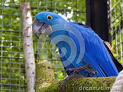 Hyacinth macaw (Anodorhynchus hyacinthinus) Stock Photo