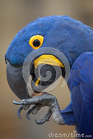 Hyacinth macaw Anodorhynchus hyacinthinus Stock Photo