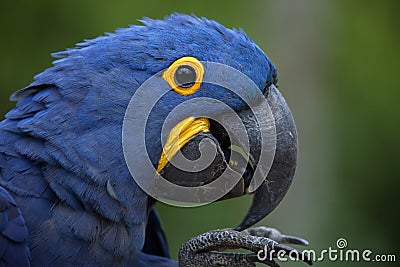 Hyacinth macaw (Anodorhynchus hyacinthinus). Stock Photo