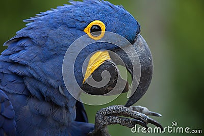 Hyacinth macaw Anodorhynchus hyacinthinus. Stock Photo