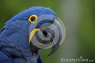 Hyacinth macaw Anodorhynchus hyacinthinus. Stock Photo