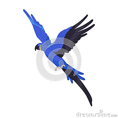 Hyacinth macaw flying in air. Tropical bird with blue feathers. Exotic parrot fly, spread wings. Vulnerable animal, wild Vector Illustration