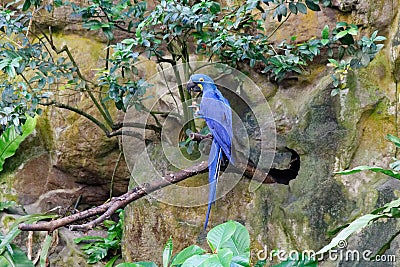 Iridiscent Blue, Hyacinth macaw bird Stock Photo