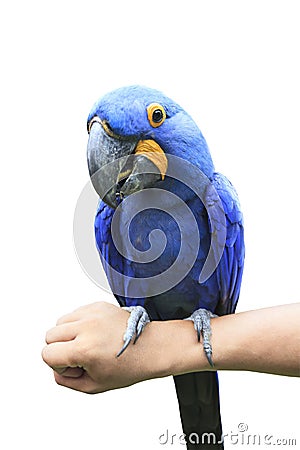 Hyacinth Macaw perching on human hand and eating sun flowers see Stock Photo
