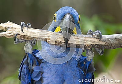 Hyacinth macaw playing in tree, pantanal, brazil Stock Photo