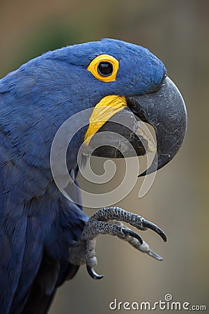 Hyacinth macaw (Anodorhynchus hyacinthinus). Stock Photo