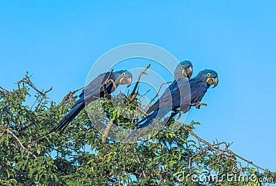 Hyacinth Macaws having a conversation in the Pantanal of Brazil. Stock Photo
