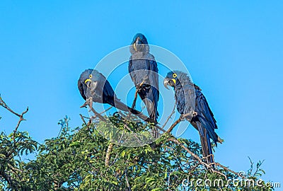 Hyacinth Macaws having a conversation in the Pantanal of Brazil. Stock Photo