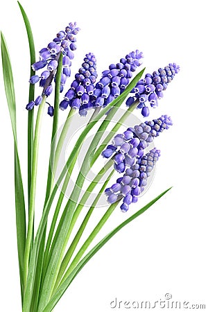 Hyacinth Muscari Flowers Stock Photo