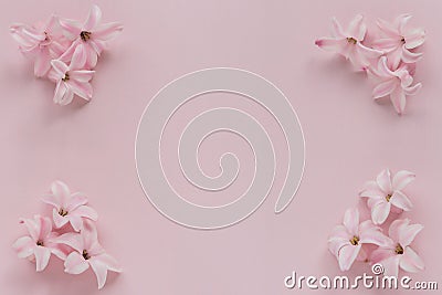 Hyacinth Pink Surprise Dutch Hyacinth. Pink flowers on a light pink background Stock Photo