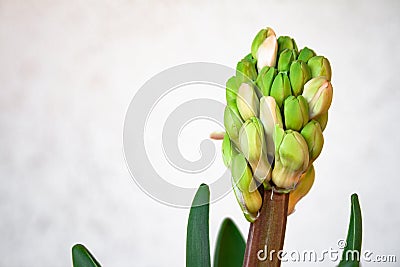 Hyacinth plant with flowers without hatching and long green leaves Stock Photo