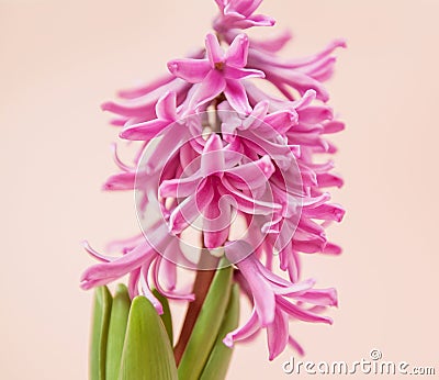 Hyacinth fragrant flowering plants Stock Photo