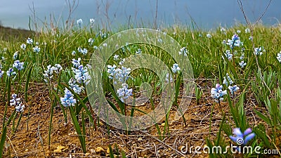 Hyacinthella pallasiana - flowering plants in the steppe on the shore Stock Photo