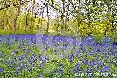 Hyacinthoides non-scripta Stock Photo