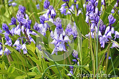 Hyacinthoides non-scripta - common bluebell Stock Photo