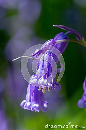 spring flowering bluebell Stock Photo