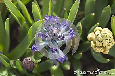 Hyacinths bloom in the spring, close-up Stock Photo