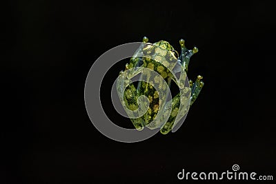 Hyalinobatrachium valerioi, sometimes known as the La Palma glass frog on the black background Stock Photo