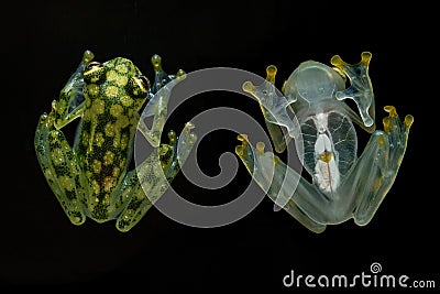 Hyalinobatrachium valerioi, sometimes known as the La Palma glass frog, on the black background Stock Photo