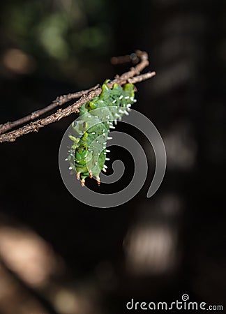 Hyalophora euryalus-ceanothus silk moth Stock Photo